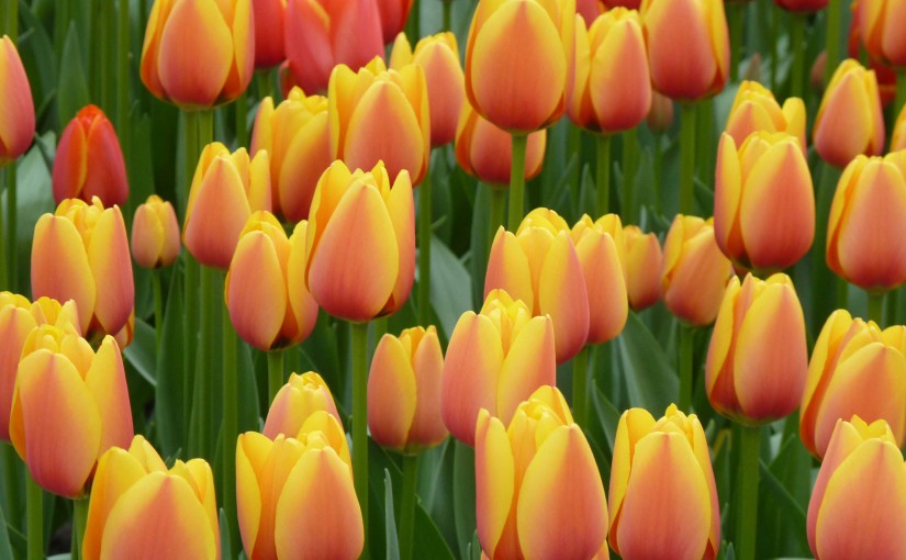 El sortilegio del tulipán