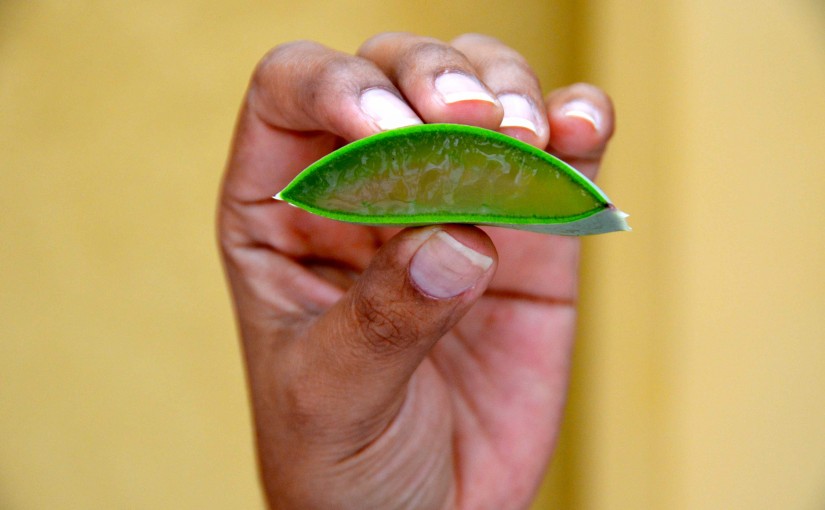 Aloe Vera: el oro de Aruba