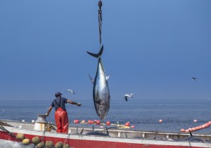 Pesca del atún de almadraba