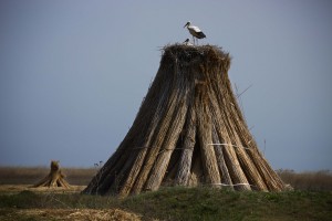 WEB_POT0747
