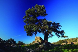 Client may only make use of image/s under the terms specified on our corresponding invoice/s once payment in full has been received.