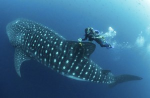 Tiburón-Ballena-01-755x490