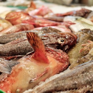 Rafel Balaguer Prunés_pescado fresco