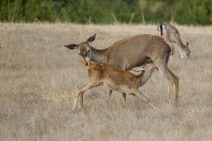 Berrea finca Alberite Alcala de Los gazules Cadiz5