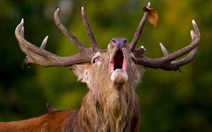 Captura de pantalla 2019-10-11 a las 1.34.57