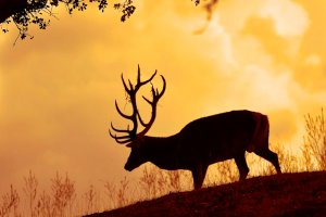 Captura de pantalla 2019-10-11 a las 1.35.54