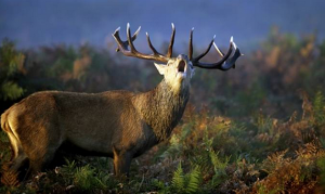 Captura de pantalla 2019-10-11 a las 1.40.31