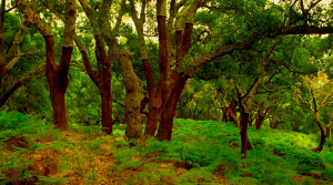 Captura de pantalla 2019-10-11 a las 1.42.19