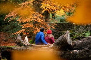 Kilbroney Forest Park (1)