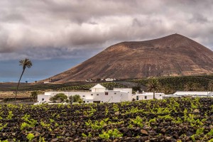 Bodegas y viñas El Grifo. Lanzarote