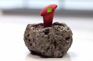 Foto 1 Recetas Disfrutar restaurante05